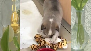 CUTE PET #น่ารัก&ตลก #5555+