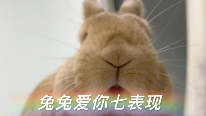 Seven Signs That a Rabbit Loves You