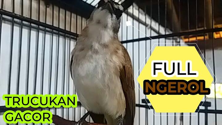 7800 Gambar Burung Trucukan Kartun HD