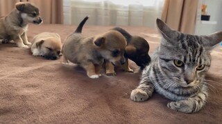 当高冷猫咪遇上小舔狗，完全招架不住啊