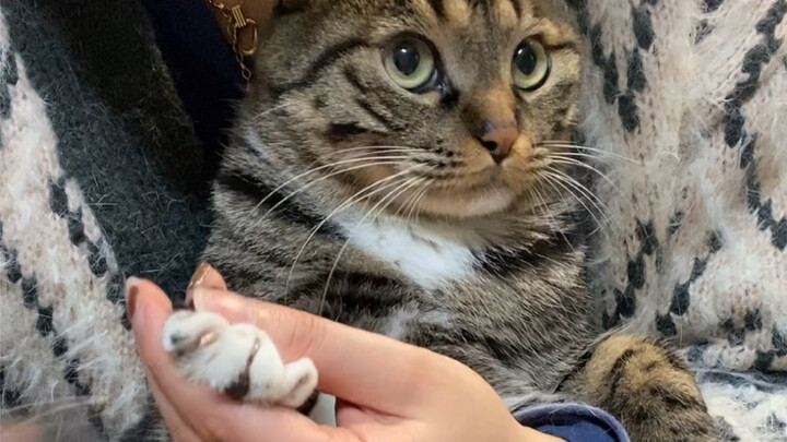 Little kitty, if you get kidnapped, just blink your eyes.