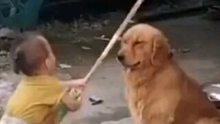 Golden Retriever: Every stroke is beyond my expectation