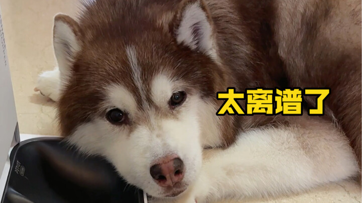 อันแรกเลยคือหลีกเลี่ยงโดยตรง อันที่สอง ผมว่าสุนัขส่วนใหญ่ไม่มีความสามารถแบบนี้หรอก อันที่สามก็แค่ของ