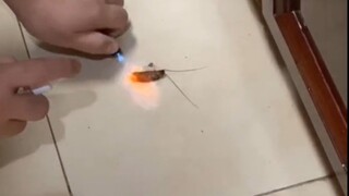 现在蟑螂都变异了，连火都不怕了
