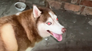 Husky: Ai cũng bảo nhà chúng tôi giống như một mê cung, dẫn các bạn đến tham quan một chút nào!