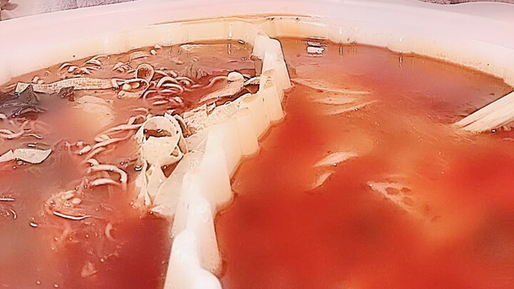 【شياو شي ناي سونغ】أكل وعاء حار واحد فقط