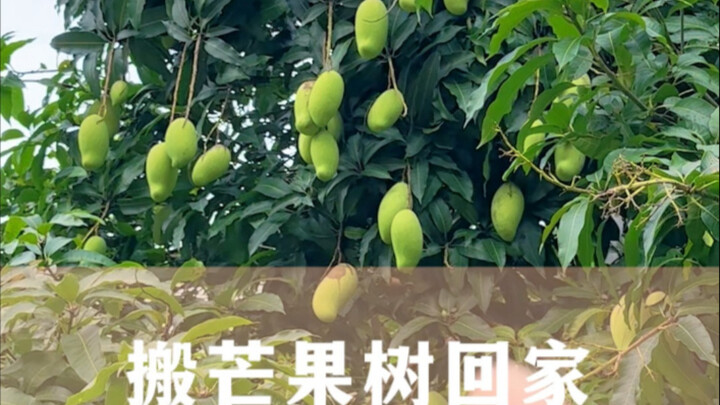 Mang cây xoài về nhà