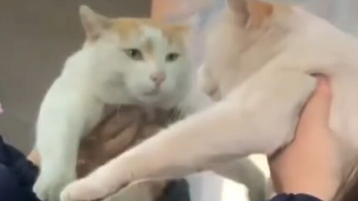 Oh my god, stop showing your damn face!