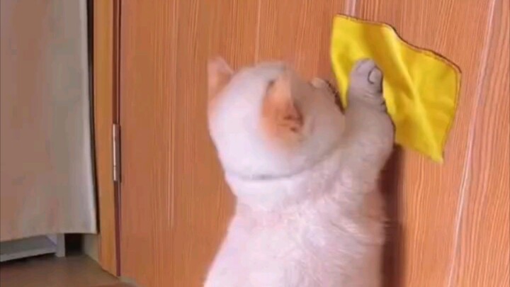 #catlover@Mabuti Pa SI Miming Ang Sipag..🤔🤔🤔