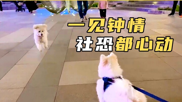 Even idol dramas wouldn’t dare write a plot this wild! The usually aloof dog meets the limping “dog 