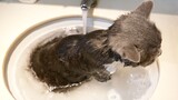 一年没洗澡的猫，极力反抗不进水池，最后却舒服到泡起澡