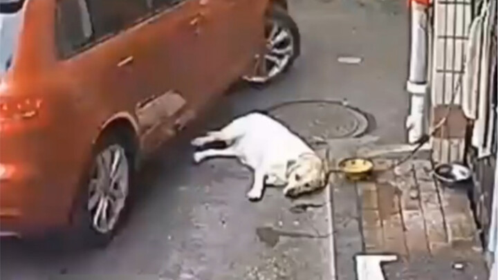 Apakah menabrak anjing hingga mati dianggap sebagai kecelakaan lalu lintas?