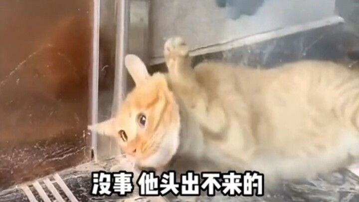 Mèo: Chủ nhân ơi, xin hãy cứu con.
