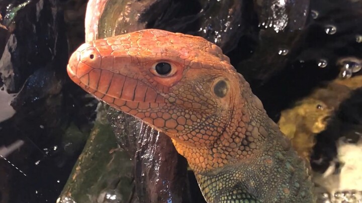 Every time I feed him, I can’t help but feel how far human IQ crushes that of other animals.