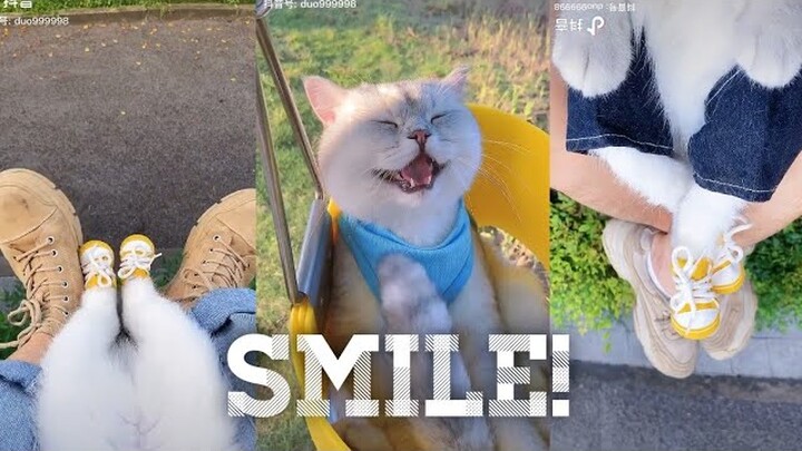 Đa Đa- chiếc mèo vô tư theo anh đến chân trời góc bể💕| cute cat|| Great pets TV