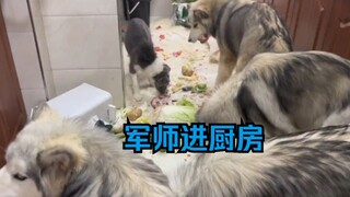 阿拉斯加捡回来的边牧带着它们进军厨房了。。。训犬师放我鸽子！这些二狗倒是一天也不歇着！