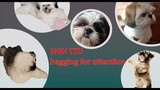 Happy the ShihTzu begging for attention l #shorts