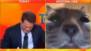 Those cats that interrupted the news live 😹