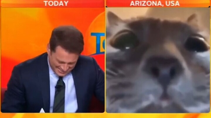 新闻直播中那些乱入的猫猫😹