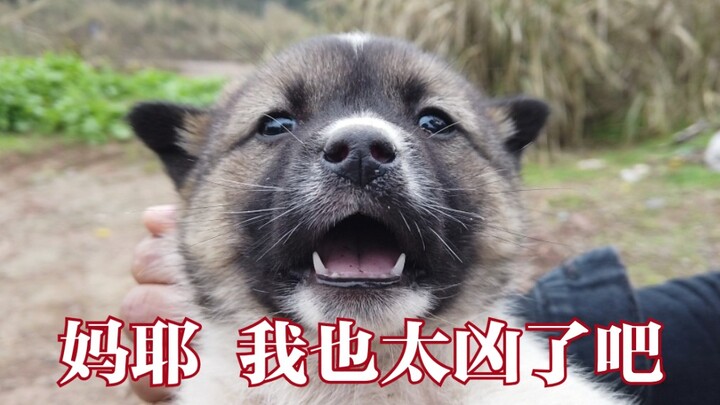 A group of wild beasts roamed the wilderness, and humans were about to fight them!