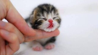 Cute and Cute Baby Kittens - Cute Cat Baby Videos