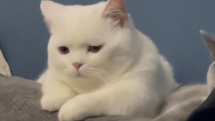 Sad Cats Video Compilation