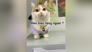 Mèo Mn kêu có nghe không ạ ? mèo cat