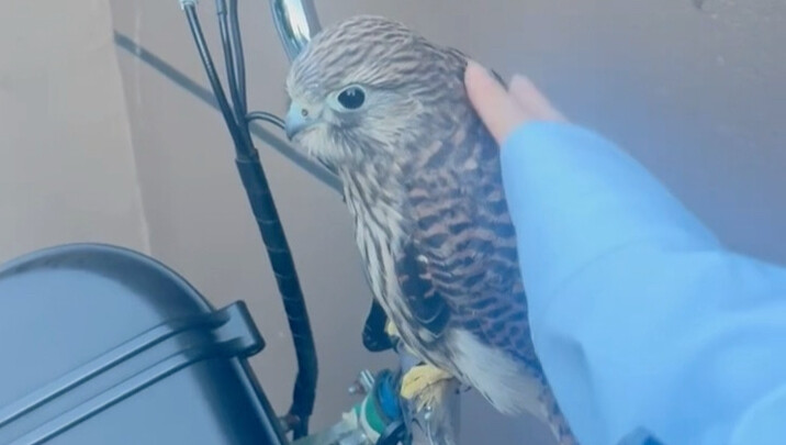 Ketemu burung elang merah kecil, langsung nggak mau melewatkan kesempatan buat mengelusnya～