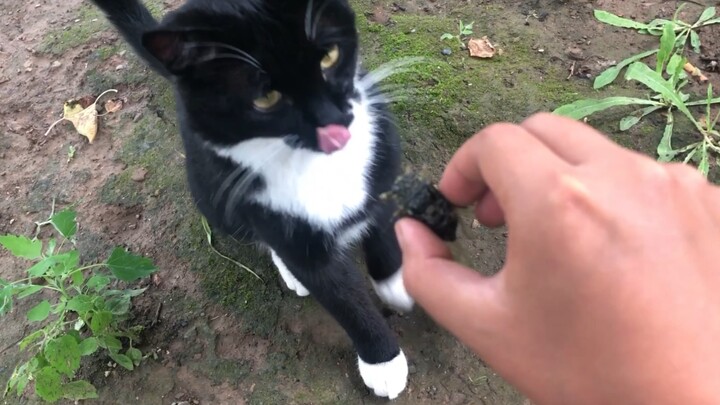 Dua tahun lalu aku yang menangkap jangkrik untuk Ayah Kucing, sekarang Anak Kucing yang menangkap ja