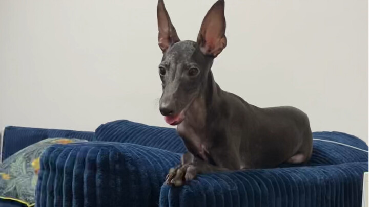 Raising a dog is just hilarious all day long!