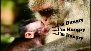 I'M HUNGRY...!!,​NEWBORN​ MONKEY JINX CRY LOUDLY,PITY BABY JINX JUST FOUR DAYS OLD BUT NOT FULL MILK