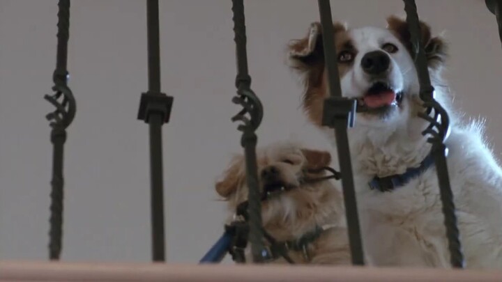 Little Heroes / Paws to The Rescue (1999)