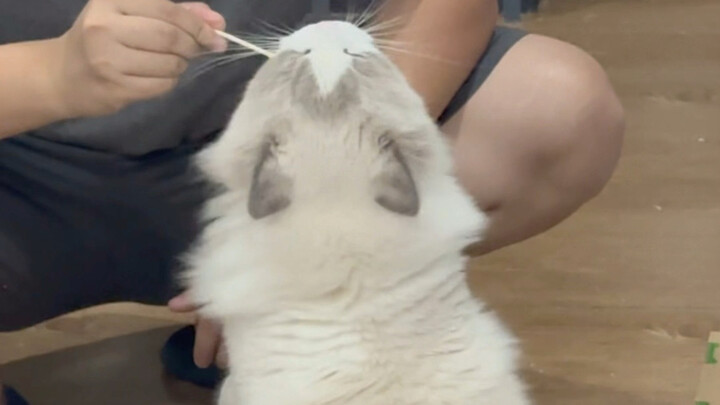 Ragdoll Cat Super Evolution! Big Rat!