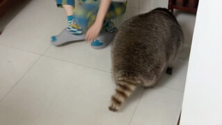 Take the raccoon for a couple of steps.