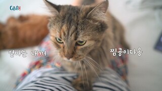 인싸 강아지 꼬니에게 서로 와서 친한척하고 애교부리는 고양이들ㅎㅎㅎ