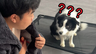 当你在狗子眼皮子底下偷吃，看看它们什么反应？