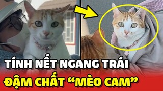 Nàng mèo béo và cái nết NGANG TRÁI đậm chất MÈO CAM 😂 | Yêu Lu