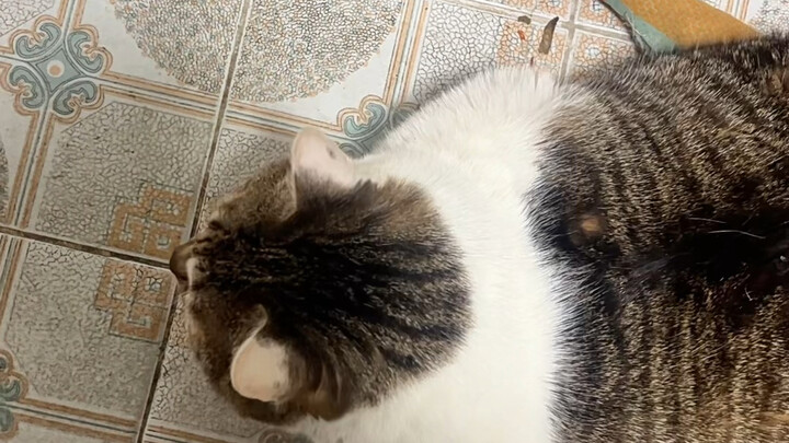 The kitten in the PEP edition textbook really has a sweet voice!