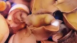 Berapa banyak air yang pernah kamu beli saat membeli makanan laut?