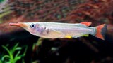Ikan hias air tawar aquarium bermulut unik - halfbeak fish