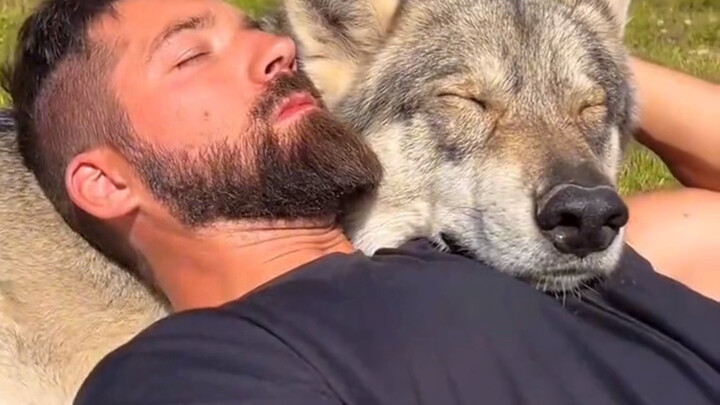 Đây không phải là sói, đây là chó Husky,