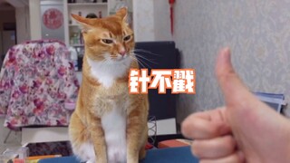 一般猫学不会