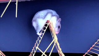[Hamster Escape] Perjalanan Hamster sampai ke akhir rintangan