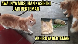 Masya Allah Dapat Kucing Cantik Tapi Galak Pakai Tanaman Ini Jadi Nurut..!