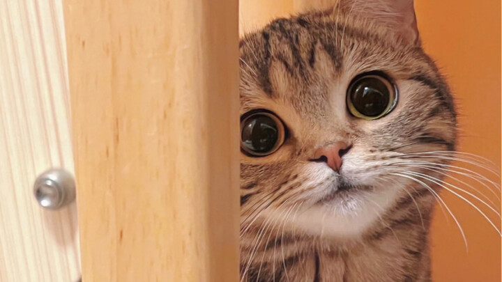 “So it’s true that curiosity killed the cat…”