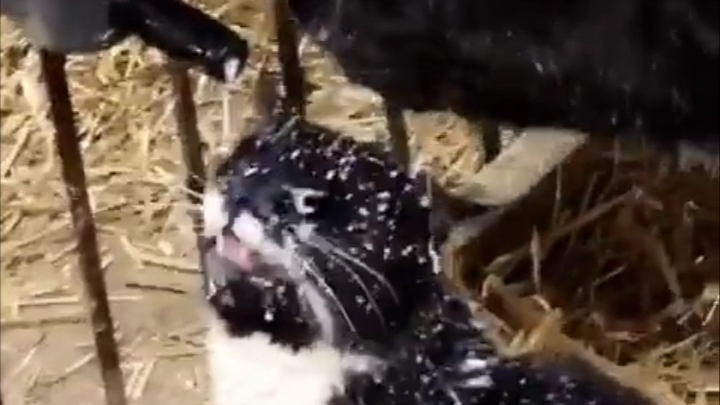 Ini untuk sapi minum, bukan untukmu! Kucing: Jangan sia-siakan makanan, kan!