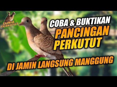 Suara Perkutut Lokal Mantap Cocok Buat Masteran