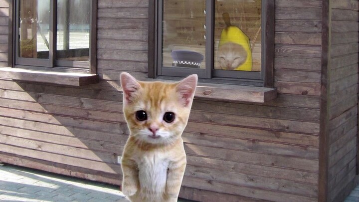 The courier for the doll that was lost has been handed over to the doorman, Banana Cat.