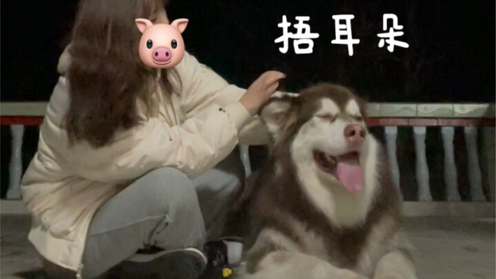 หมาตัวนี้เพิ่งได้เห็นดอกไม้ไฟครั้งแรกในวันปีใหม่ที่หมู่บ้าน...