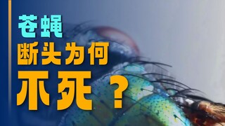 หัวแมลงวันหลุดแล้ว ทำไมยังสามารถ "เดินสองก้าว" ได้?